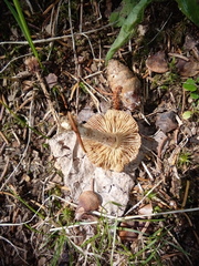 Marasmius oreades