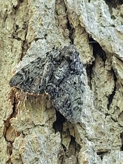 Catocala lacrymosa