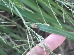 Eriovixia