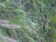 Eragrostis ferruginea