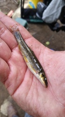 Rhinichthys cataractae