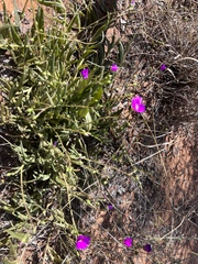 Calandrinia menziesii