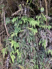 Adiantum cunninghamii