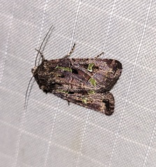 Lacinipolia renigera