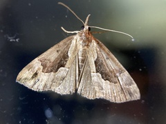 Hypena baltimoralis