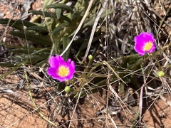 Calandrinia menziesii