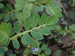 Phyllanthus urinaria hookeri