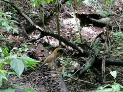 Tigrisoma mexicanum