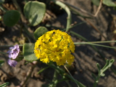 Abronia latifolia