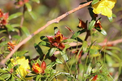 Hibbertia bracteata