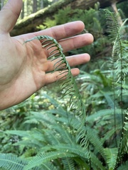 Struthiopteris spicant