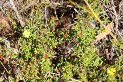 Hibbertia bracteata
