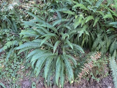 Struthiopteris spicant