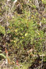 Hibbertia bracteata
