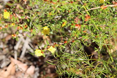 Hibbertia bracteata