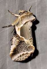 Habrosyne scripta