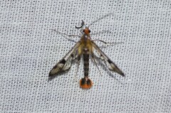 Synanthedon acerni