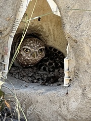 Crotalus oreganus oreganus