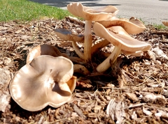 Pluteus