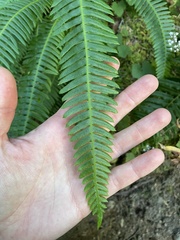 Struthiopteris spicant