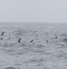 Grampus griseus