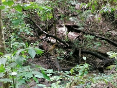 Tigrisoma mexicanum