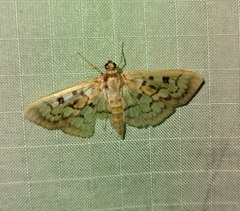 Herpetogramma thestealis