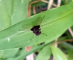 Chrysopilus basilaris