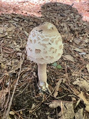 Macrolepiota