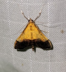 Pyrausta bicoloralis