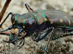 Cicindela oregona oregona