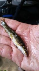 Rhinichthys cataractae