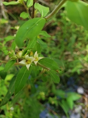 Ludwigia pilosa