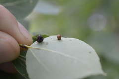 Harmandiola