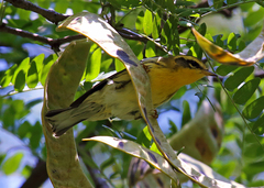 Setophaga fusca
