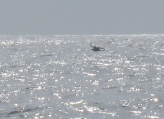 Stercorarius pomarinus