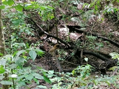 Tigrisoma mexicanum