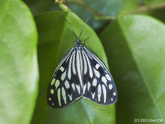 Cyclosia pieridoides