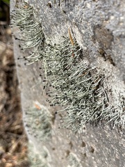 Pilophorus acicularis