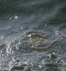 Chrysaora fuscescens