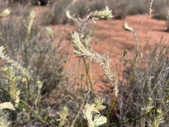 Ptilotus polystachyus