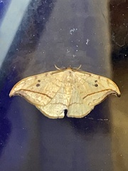 Drepana arcuata