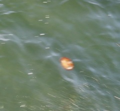 Chrysaora fuscescens