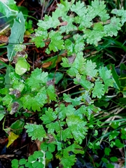 Adiantum digitatum