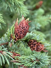 Picea rubens
