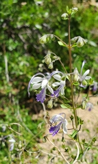 Trichostema arizonicum