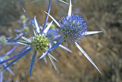 Eryngium creticum
