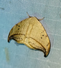 Drepana arcuata