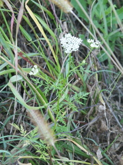 Cnidium monnieri