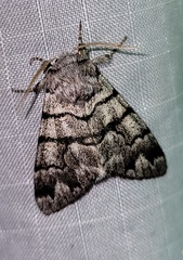 Panthea furcilla